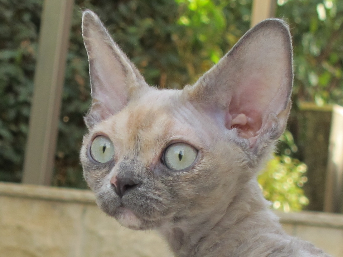 Sand Silk Gaia,Devon Rex Cat,Female,More pictures